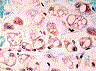 Tecido_adiposo_multilocular_brown_adipose_tissue
