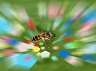 animal vision
