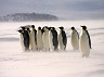 emperor-penguin-adult