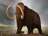 mammoth-ftw