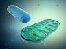 mitochondria-licensed