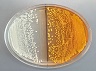 yeast