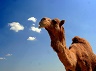 cloned camel