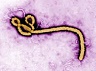 ebola