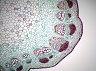 vascular_bundle_dicot_cs_40X_E