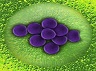 zombie bacteria