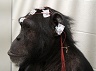 lab-chimp