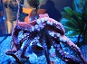1024px-Giant_Pacific_Octopus_(Octopus_dofleini)_(7007259144)