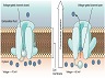 1218_Voltage-gated_Channels