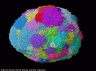 2BB023A100000578-3212096-This_image_shows_the_simulation_of_growth_of_a_small_tumor_Diffe-a-78_1440625815629