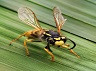 Vespula_germanica_Richard_Bartz