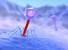 Viruses