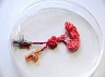 lab-grown-kidney