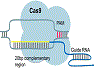 crispr-graphic