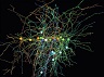 neuron-connections