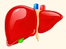 liver