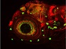 _89816516_c0197656-zebrafish-spl