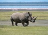 rhino