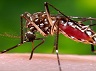 635964215310093269-1156845282_Zika-mosquito