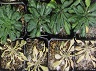 super plants