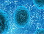 stem cells