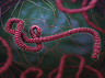 ebola