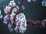 CRISPR