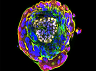 cell