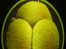 crispr-0411