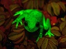 frog