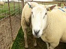 sheep