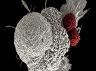 T-cells_16x9