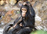 Chimpanzee-Craig-Stanford-web-824x549