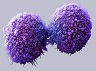 Pancreatic cancer cells