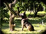 dogs