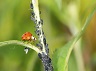 Biological Pest Control